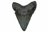 Juvenile Megalodon Tooth - South Carolina #353299-1